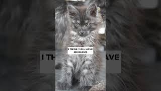  I don't have anger problems | Cute Maine Coon Cat