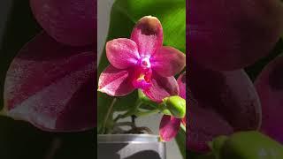 #orchid Phal. Mituo Sun Queen Lotus