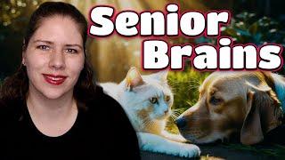 Caring for Aging Pets: Vet's Advice on Cognitive Dysfunction