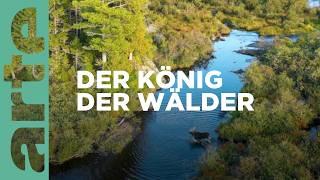 Der Elch | Wildnis Europa | ARTE Family