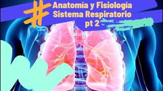 Sistema Respiratorio parte 2: Anatomía y Fisiología