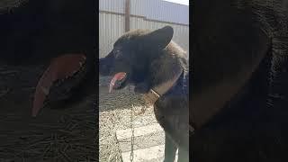 пёс малыш  секрет счастья