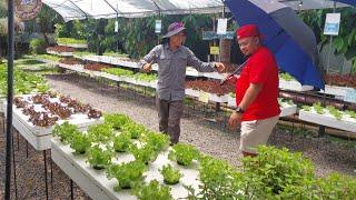 Urban Vegetable Farming Business  in Philippines - Organikian