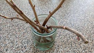 Размножение черной смородины черенками весной
