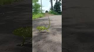 girgit ka chal ta dekho  maza gya  #desitravel #naturelover