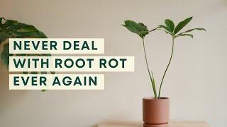 7 ways to prevent root rot