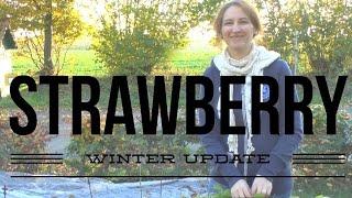 Winter Strawberry Update: How to Grow a Garden with Scarlett