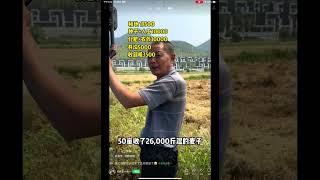 糧荒在路上‼️種50畝小麥忙和半年倒虧11000元⁉️‼️95後回鄉創業親身經歷