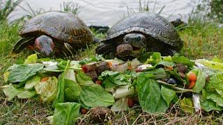 Turtles Love Salad!