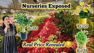 Nursery tour | Price revealed | Cheapest Plants in Bangalore 