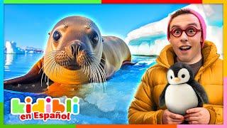 Aprendamos sobre los animales marinos | Vídeos educativos para niños | Kidibli