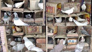 Naye Or purane jod wale kabutar Or unki breeding progress || new and old pigeon pair in cage loft