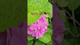 #수국#제주도#제주살이#장마#데이트 #꽃#전원주택#주말#여행지추천#펜션 #