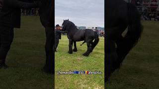 @PromovariCaiRomania #cai #horse #cal #stallion #alexandradelahidalgo #horseshow #horselover