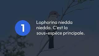 Paradisier niedda Cet article concerne un oiseau fascinant