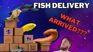 Fish delivery UNBOXING!!! Getting ready and Tour of new fish arrivals.