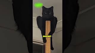 Если вы увидите этого кота, бегите! 