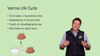 Kelly Lees, NSW DPI - Varroa explained