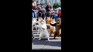 来跟猫咪一起跳舞吧#萌宠出道计划 #猫要成精了 #会跳舞的小猫 #跳舞猫 #谁能拒绝傻憨憨的小猫咪