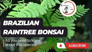 Guide to Brazilian Raintree Bonsai | The Bonsai Supply