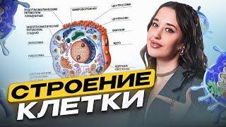Строение клетки для ОГЭ по биологии за 10 минут / Как легко и быстро запомнить строение клетки