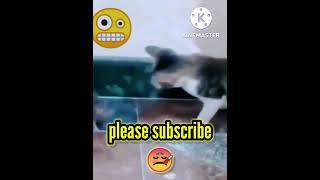 No words #funny #shorts #youtubshorts #cutecat #funnycat