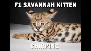 F1 Savannah Kittens Chirping - Cuteness overload!