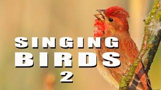 SINGING BIRDS 2