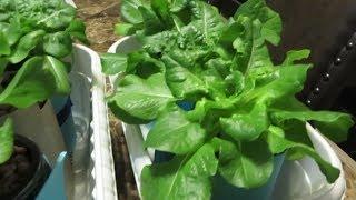 Easy to Grow Hydroponic Lettuce Using the Kratky Method