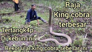 REKOR DUNIA ULAR KING COBRA RAKSASA TERTANGK4P DI KEBUN SAWIT