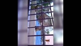 Sad  real story in description #viral#youtube #shorts # Mother and baby monkey story#motherslove