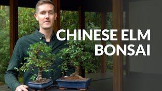 Chinesische Ulme Bonsai (Ulmus parvifolia)