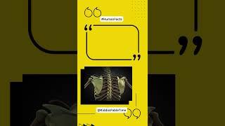 Did you know that the human body has about 206 bones | Facts | Hacks | Facts About Human Body