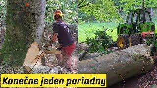 Ťažba najhrubšieho buka v poraste, Stihl ms 500i, Amles, Orvex LT 100H, Forestwork, Big tree,felling