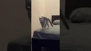 Кошка-демон#реки#кошка#демон#комент#активупал#активприди#активвернис#вреки#врекомендации