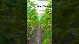 Khira farming
