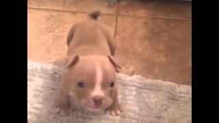 Kleiner Baby Pitbull bellt