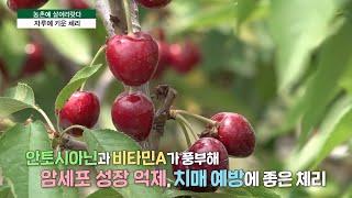 왜성체리로 노동력 절감 ‘경북 문경시 이팔용·명지선씨’