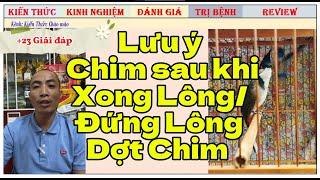 +23 Giải đáp các Lưu ý cho Chim chào mào mới xong lông//Tiến Lập