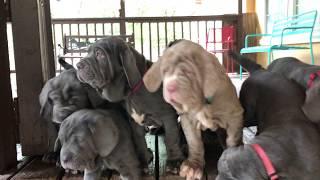 Neapolitan Mastiff puppies at 9.5 weeks, Austin, Texas