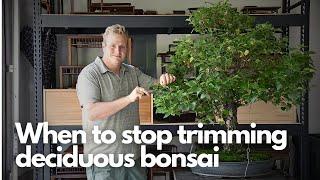 When to Stop Trimming Deciduous Bonsai