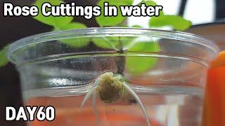 How to grow rose cuttings in water