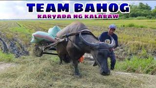 Team Bahog karyada ng kalabaw