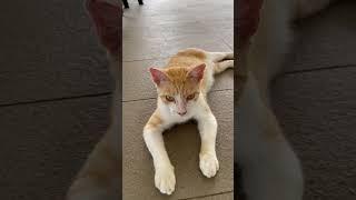 Sweet yellow kitty, nice to meet ya #catvideos #cat #kittycat