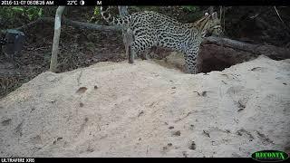 Ocelot Goes for an Afternoon Nap in Burrow