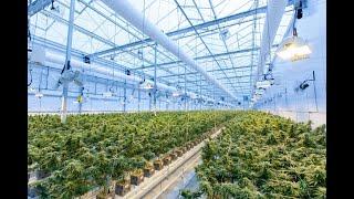 Aphria Inc Cannabis Company agreed to buy Sweet Water Brewing Co. for $300 million