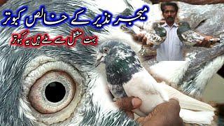 KABOOTAR BAZI END HA MAJOR NAZEER KE BRAND JONSIRAY KABOOTAR || POLA G PIGEON CLUB