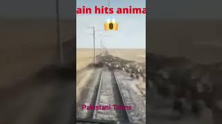 Animal hit with Train #shorts