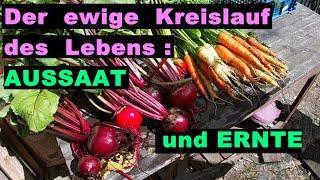 Mein Garten und der ewige Kreislauf: Ernten und Auspflanzen