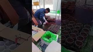 엄나무 뿌리로 포트묘 만들기